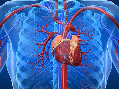 ENCUESTA VOLUNTARIA SOBRE FACTORES DE RIESGO CARDIOVASCULAR, DEL HOSPITAL UNIVERSITARIO AUSTRAL